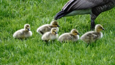 Canada goslings and an adult