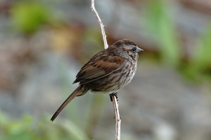 Song Sparrow