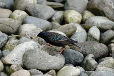 Starling on rocks