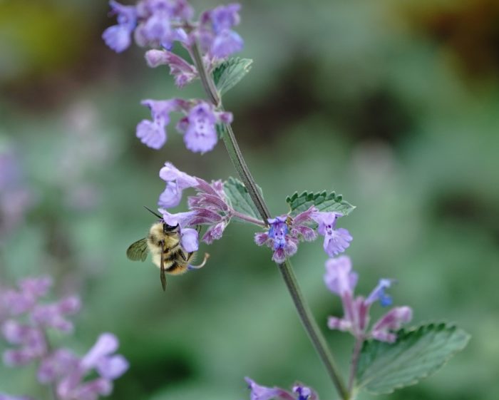 Bumblebee on flowers