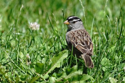 White-crowned Sparrow