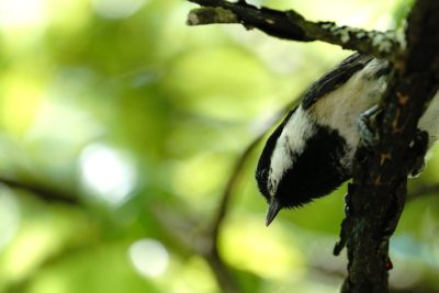 Black-capped chickadee