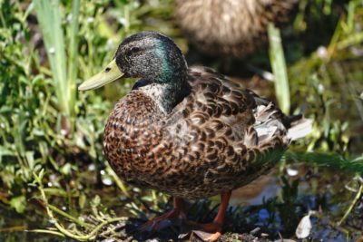 Mallard male