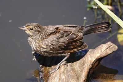 Female Red-winged Blackbird