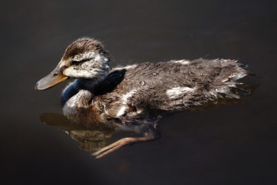 Mallard duckling