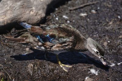 Female Wood Duck