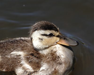 Mallard duckling