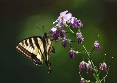 Tiger swallowtail