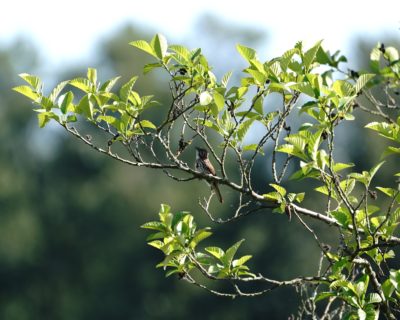 Song Sparrow