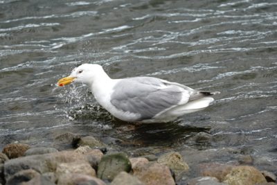 Seagull