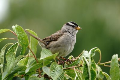 White-crowned Sparrow