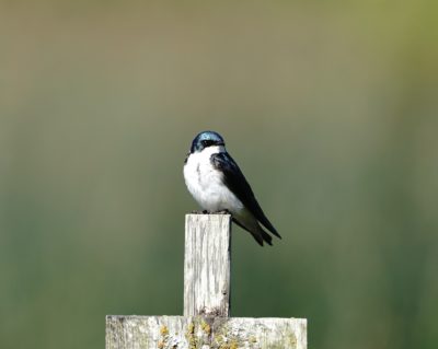 Tree Swallow