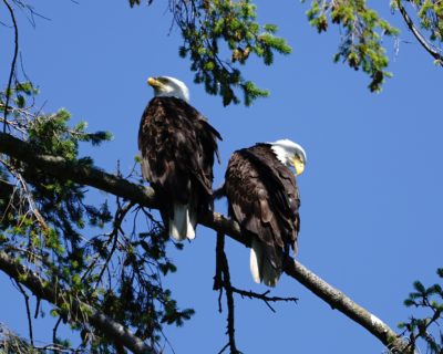 Two Bald Eagles