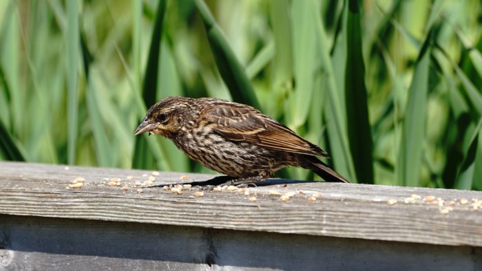 Female Red-winged Blackbird