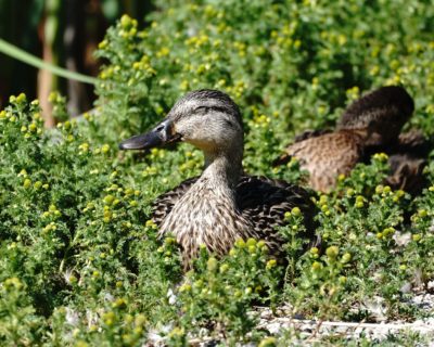 Female mallard