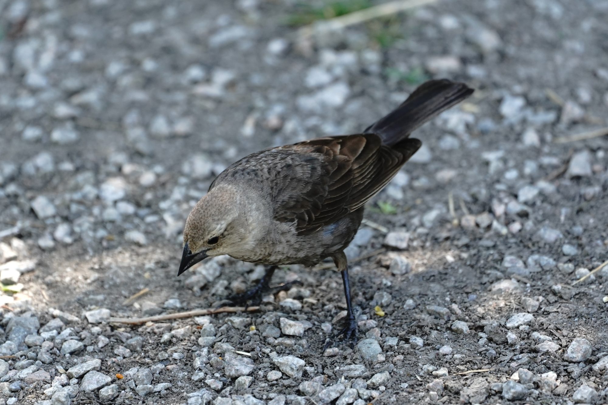 Female cowbird