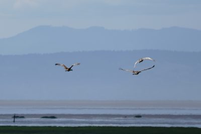 Sanndhill Cranes in flight