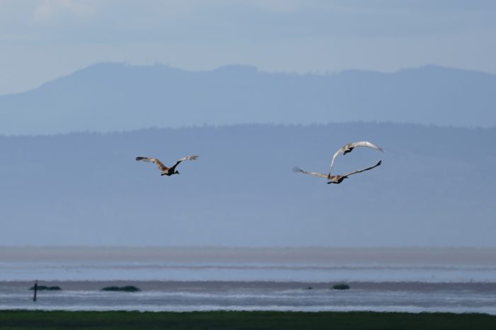 Sanndhill Cranes in flight
