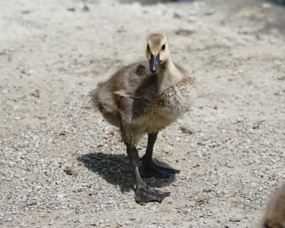 Canada Gosling