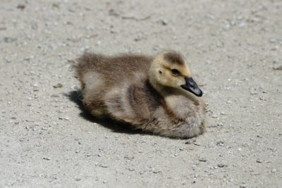 Canada gosling