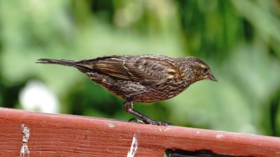 Female Red-winged Blackbird