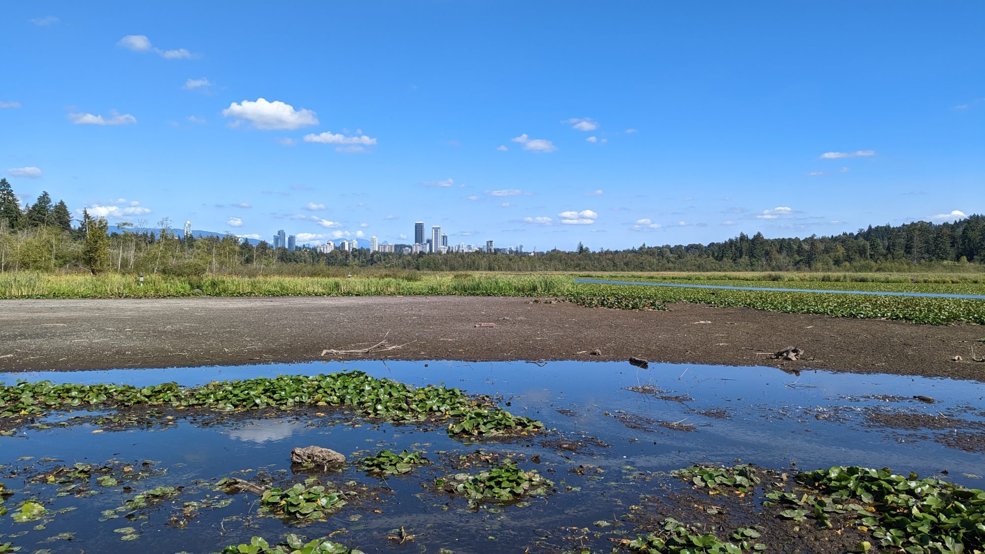 Burnaby Lake low water