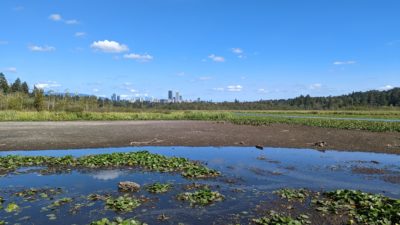 Burnaby Lake low water