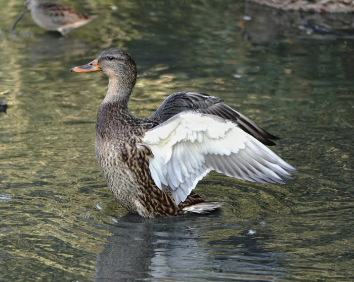 Mallard Duck