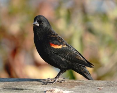 Red-winged Blackbird