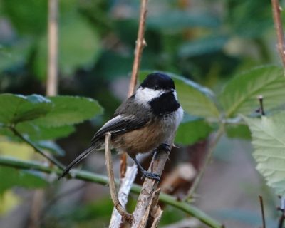 Black-capped Chickadee