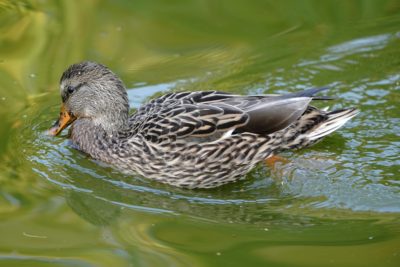 Mallard Duck