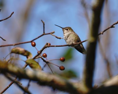 Anna's Hummingbird