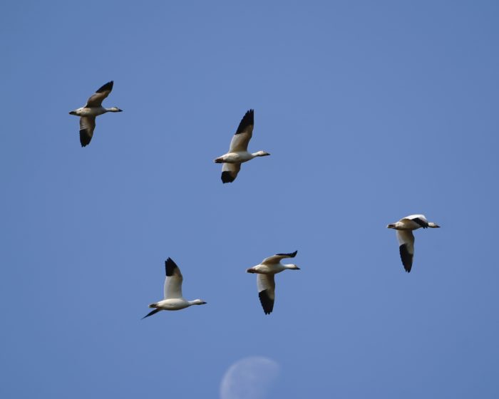 Snow Geese