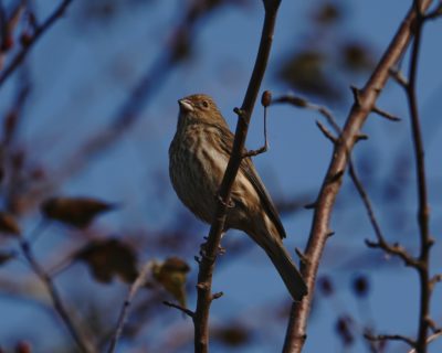 House Finch