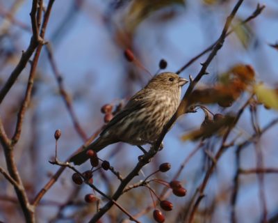 House Finch