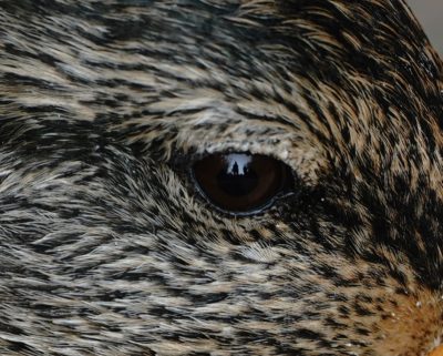 Mallard eye