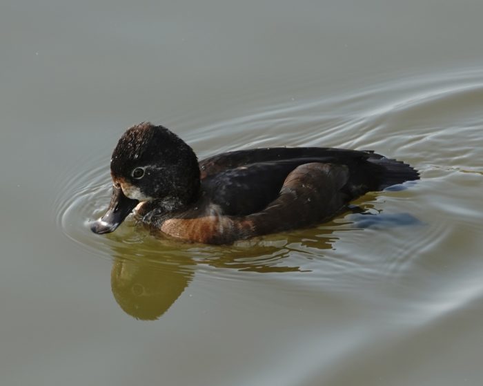 Ring-necked Duck