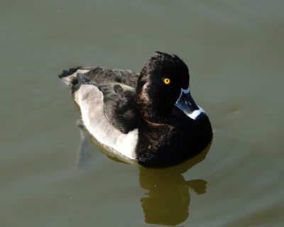 Ring-necked Duck