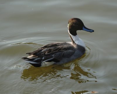 Northern Pintail