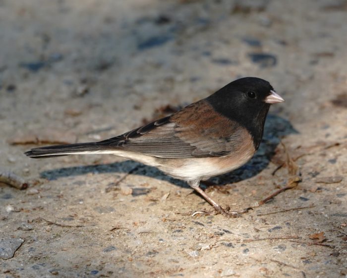 Dark-eyed Junco