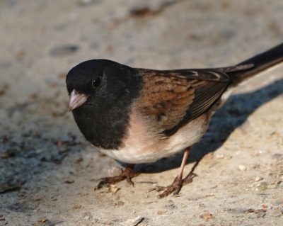 Dark-eyed Junco