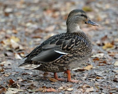 Mallard Duck