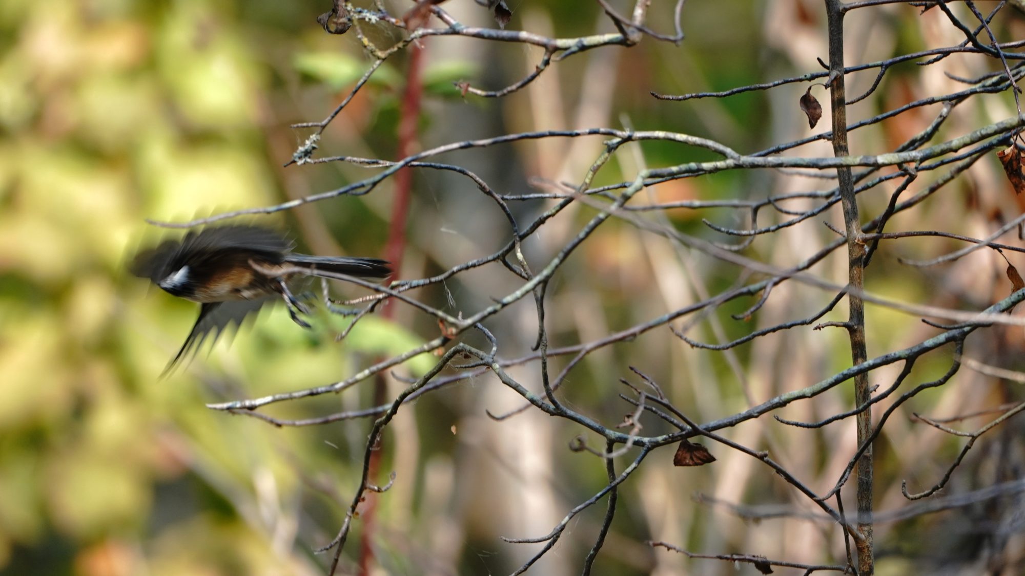 Black-capped Chickadee