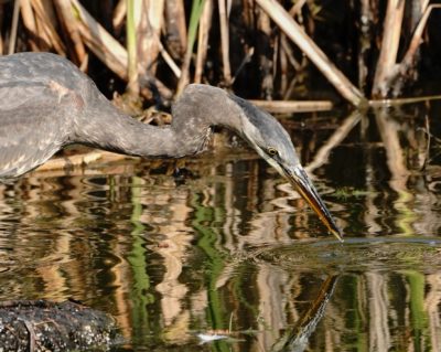 Great Blue Heron