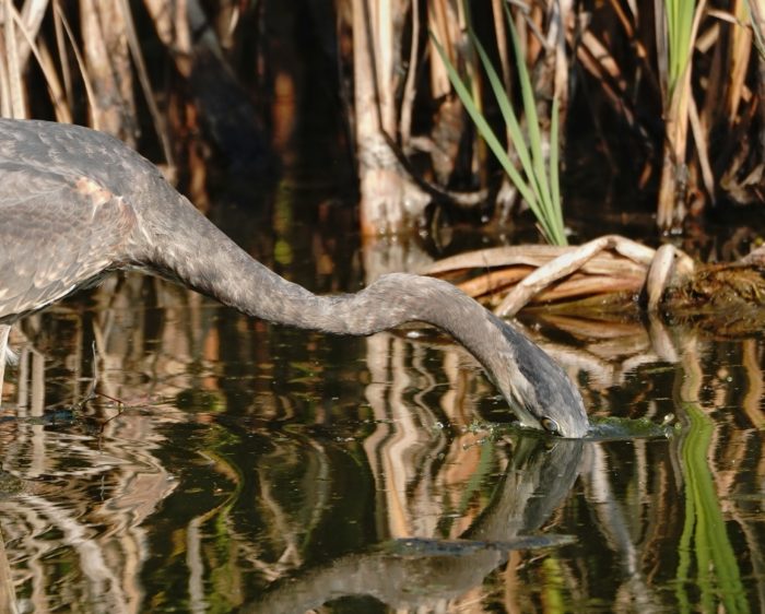 Great Blue Heron