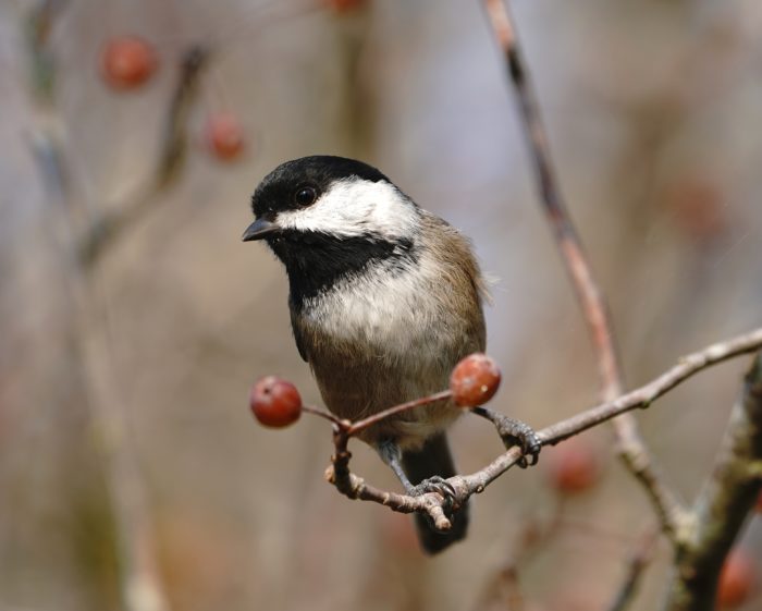 Black-capped Chickadee