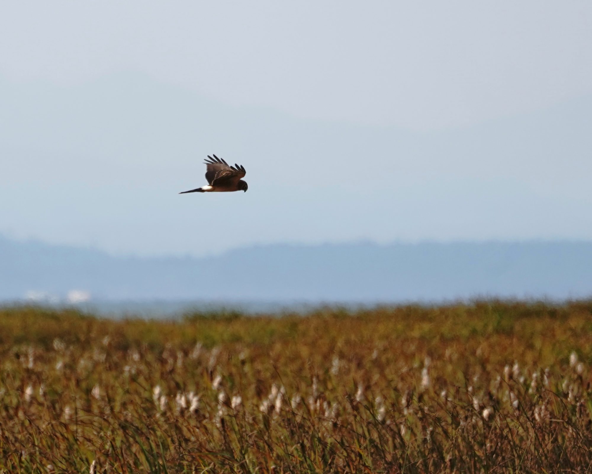 Northern Harrier