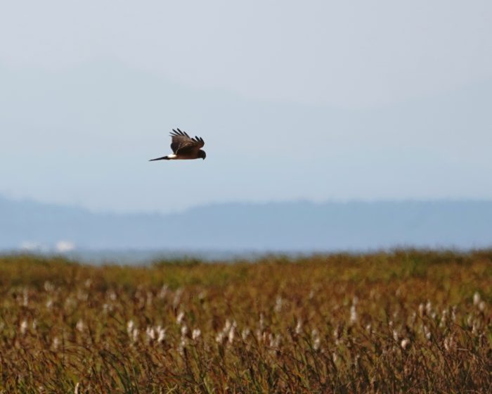 Northern Harrier