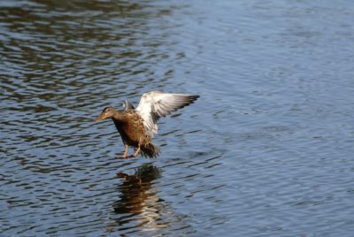 Northern Shoveler