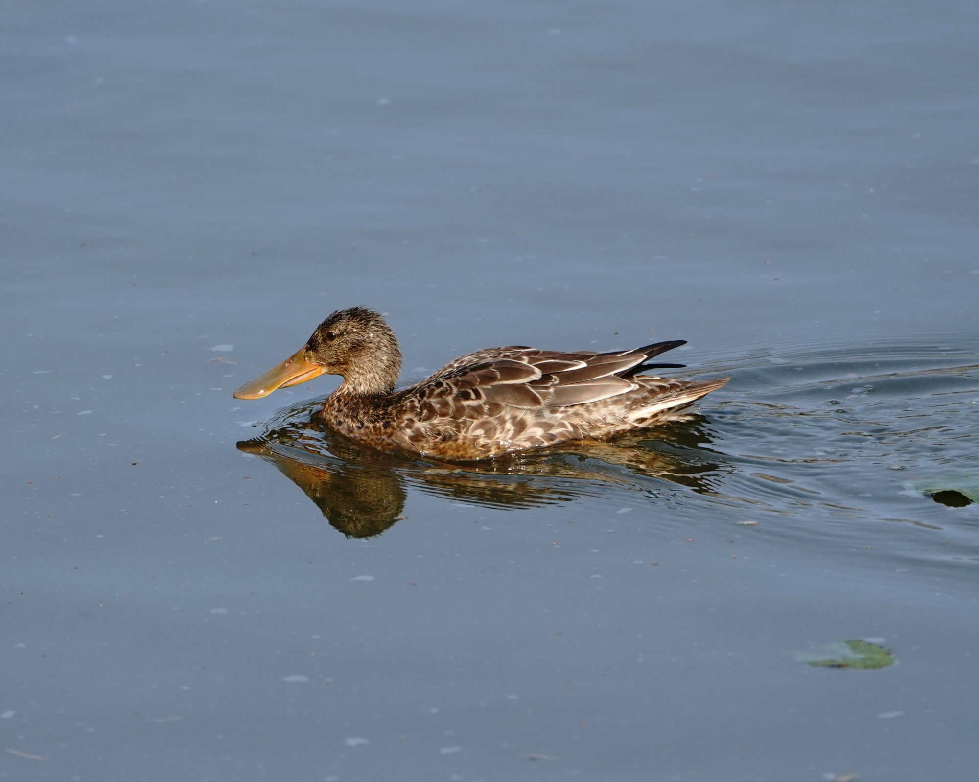 Northern Shoveler